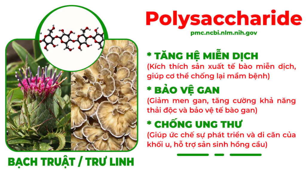 Thành phần hoá học Thanh can mộc 