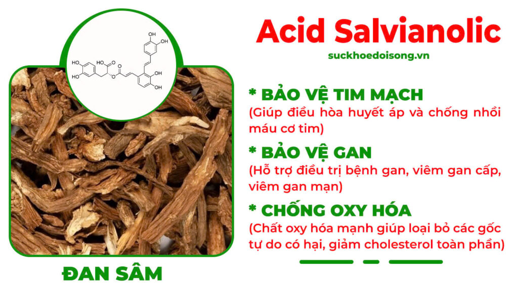 Thành phần hoá học Thanh can mộc 