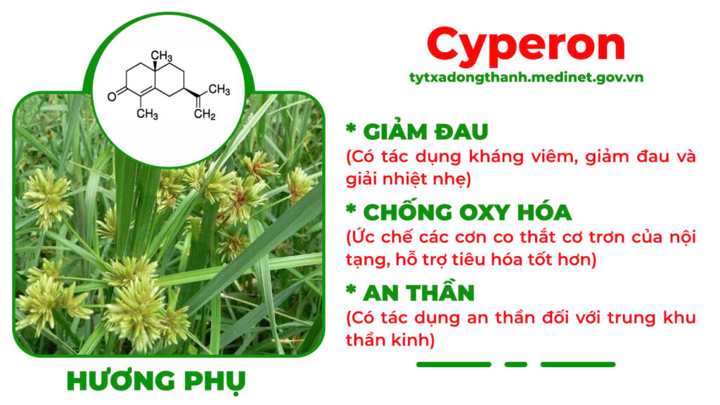 Thành phần hoá học Thanh can mộc 