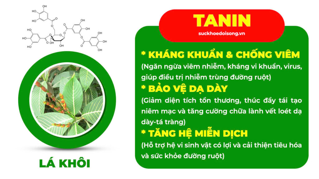 Thành phần hoá học an dạ dày