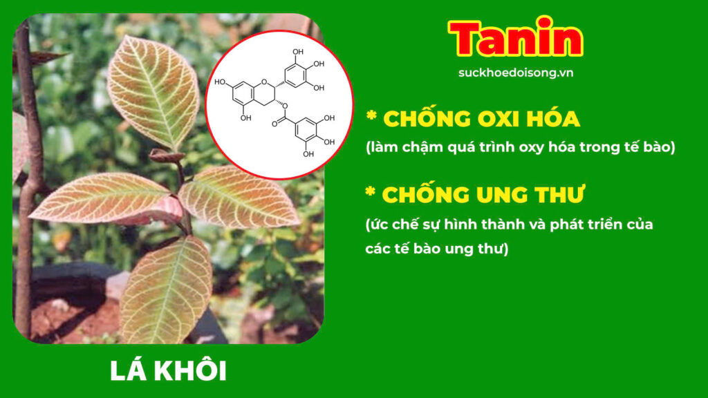 Thành phần hoá học dạ dày ống