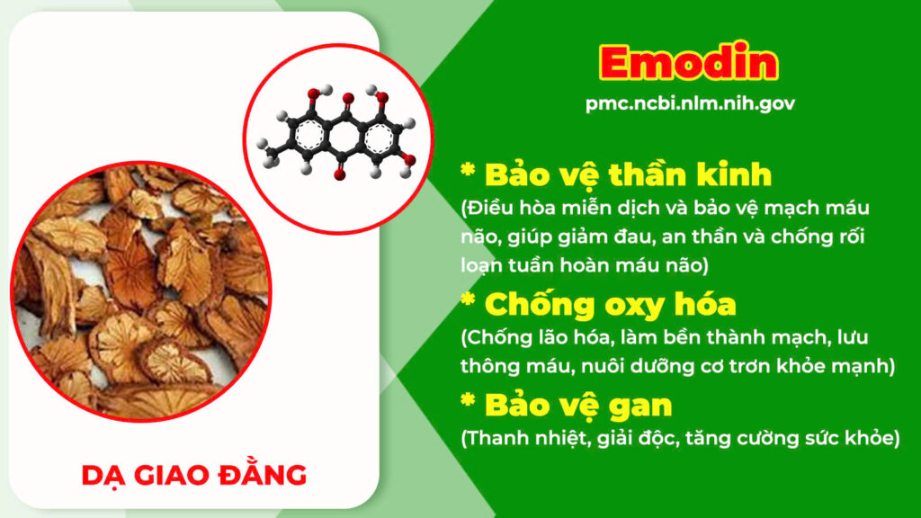 Thành phần hoá học dạ giao đằng