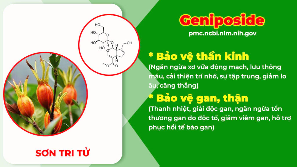 Thành phần hoá học dạ giao đằng