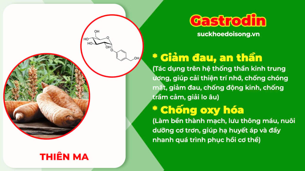 Thành phần hoá học dạ giao đằng