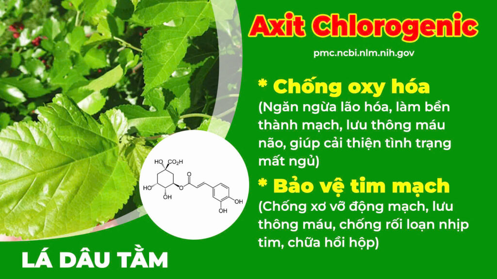 Thành phần hoá học dưỡng tâm an thần 