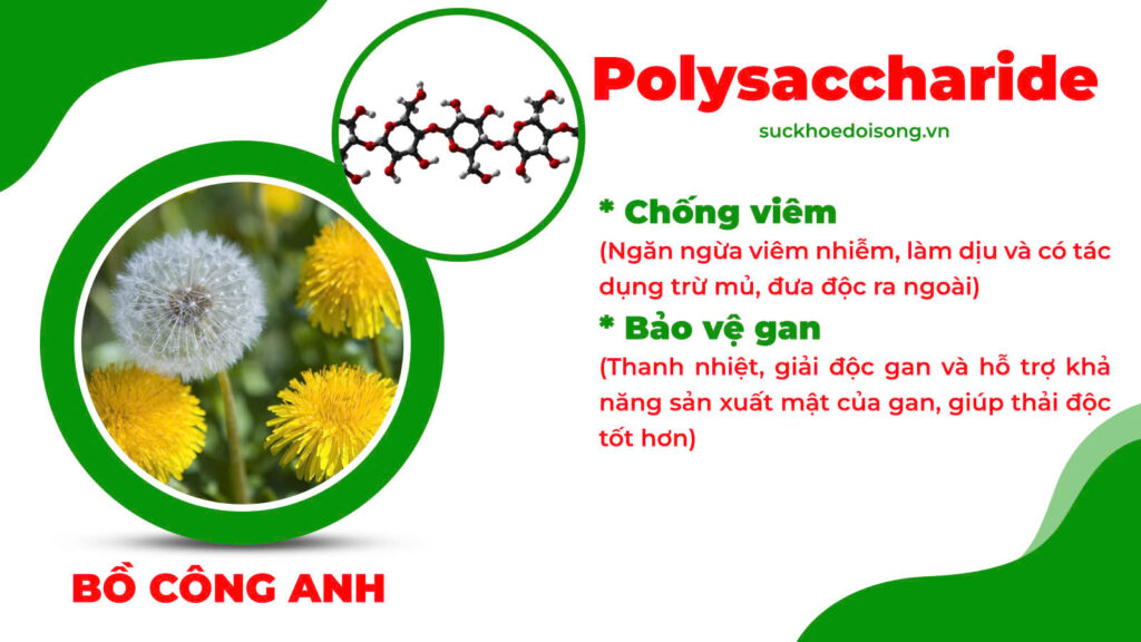 Thành phần hoá học hoàng ngân kiều 