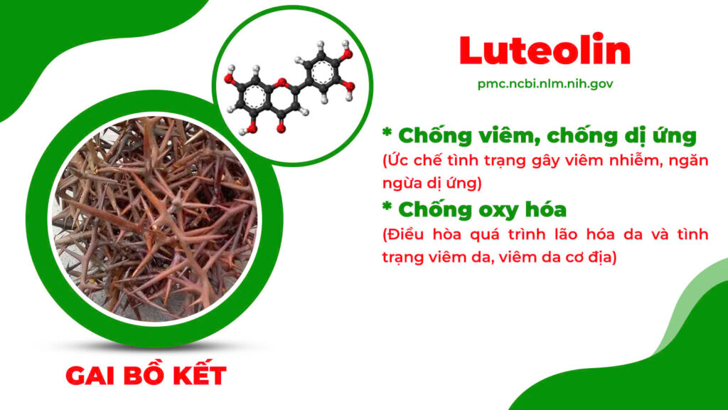 Thành phần hoá học hoàng ngân kiều 