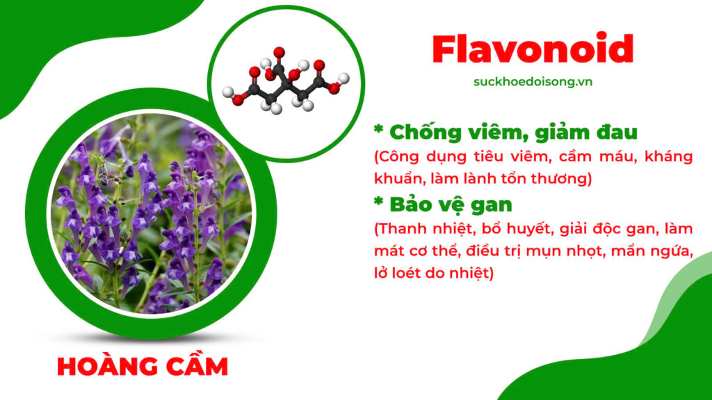 Thành phần hoá học hoàng ngân kiều 