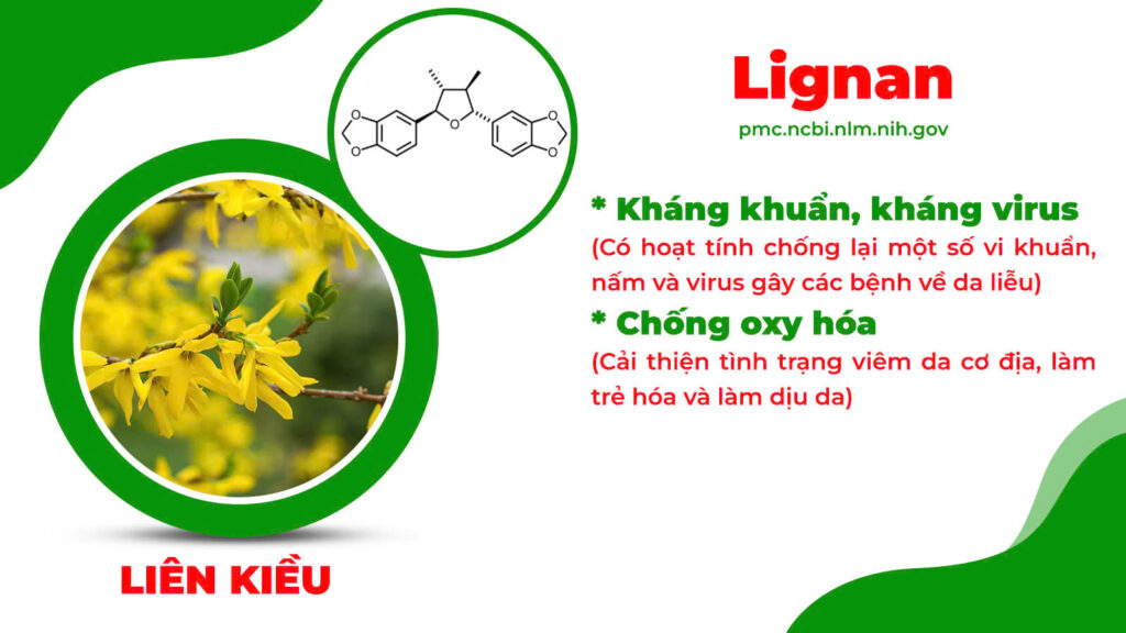 Thành phần hoá học hoàng ngân kiều 