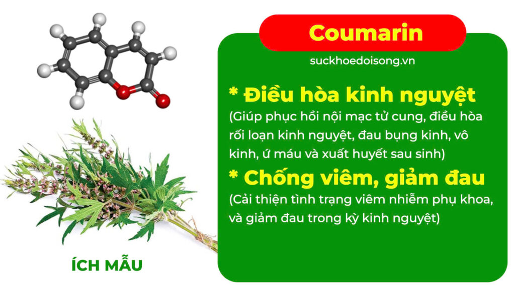 Thành phần hoá học ích mẫu