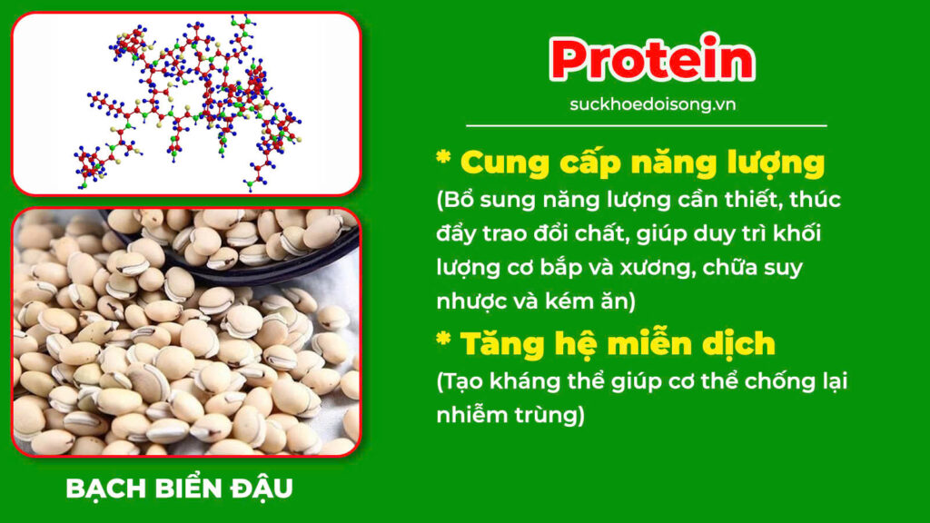 Thành phần hoá học suy dinh dưỡng 