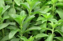 dược liệu cỏ ngọt