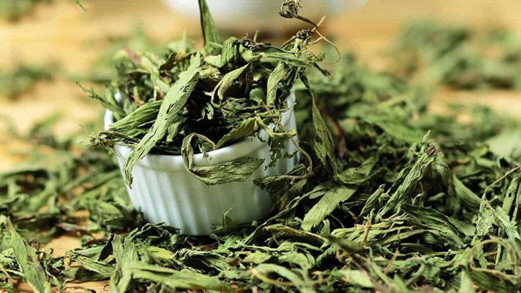 dược liệu cỏ ngọt