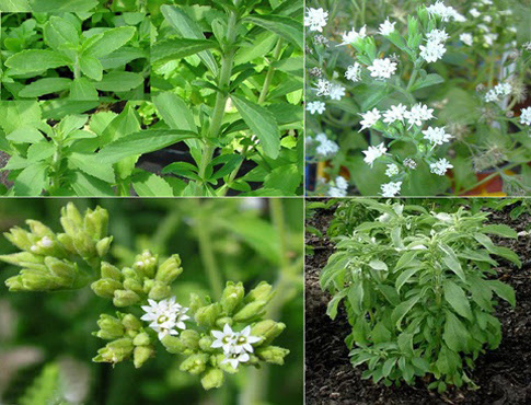 dược liệu cỏ ngọt