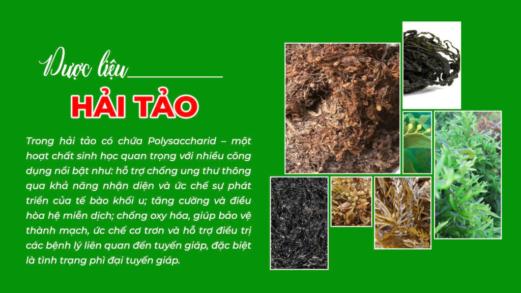 Câu chuyện hải tảo ngọc hồ