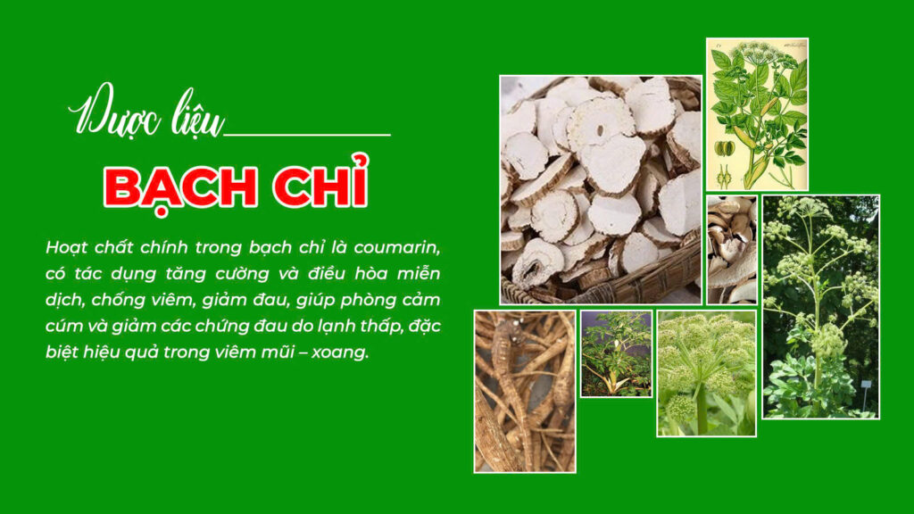 Câu chuyện thuốc viêm mũi dị ứng