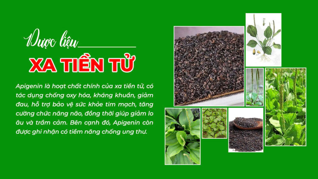 Câu chuyện xa tiền tử