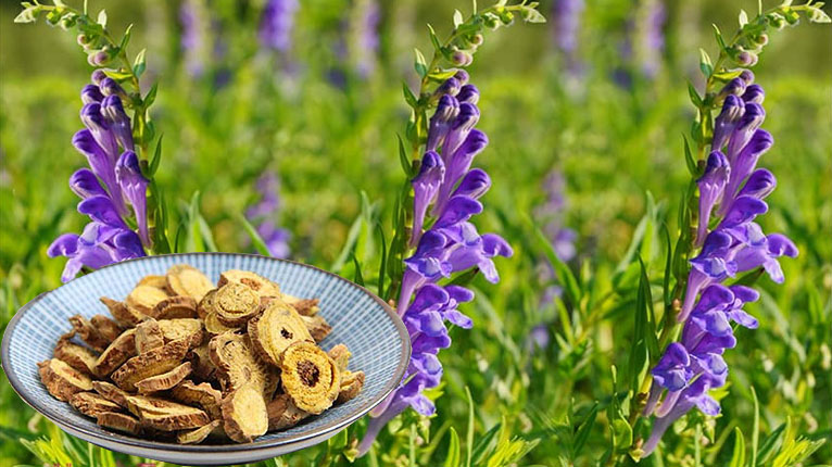 Dược liệu hoàng cầm 