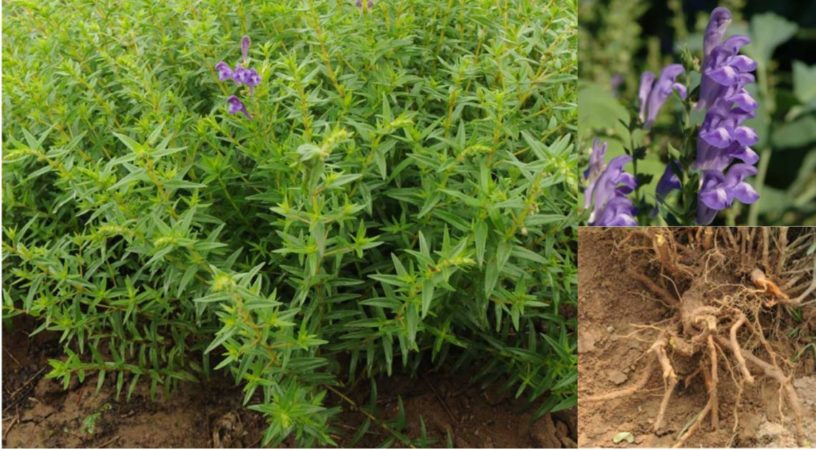 Dược liệu hoàng cầm 