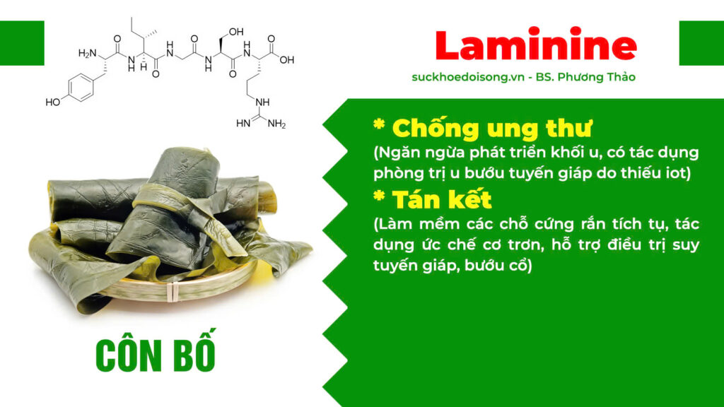 Thành phần hoá học hải tảo ngọc hồ 