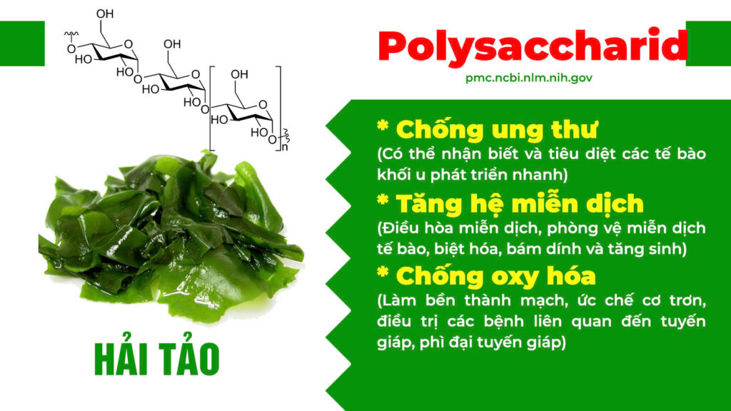 Thành phần hoá học hải tảo ngọc hồ 