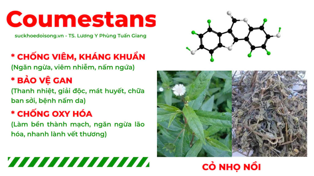 Thành phần hoá học nga trưởng phong 