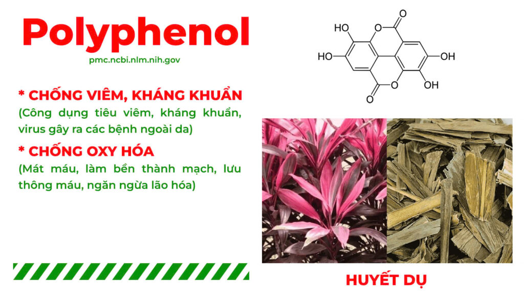 Thành phần hoá học nga trưởng phong 