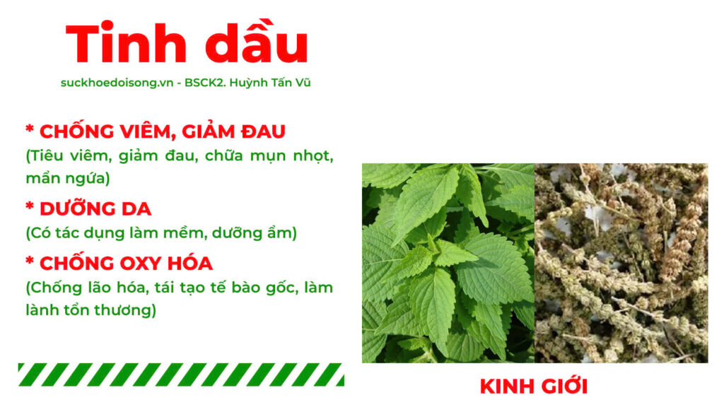 Thành phần hoá học nga trưởng phong 