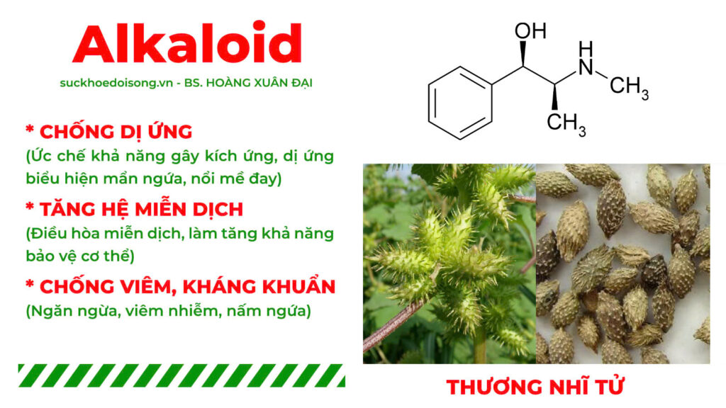 Thành phần hoá học nga trưởng phong 