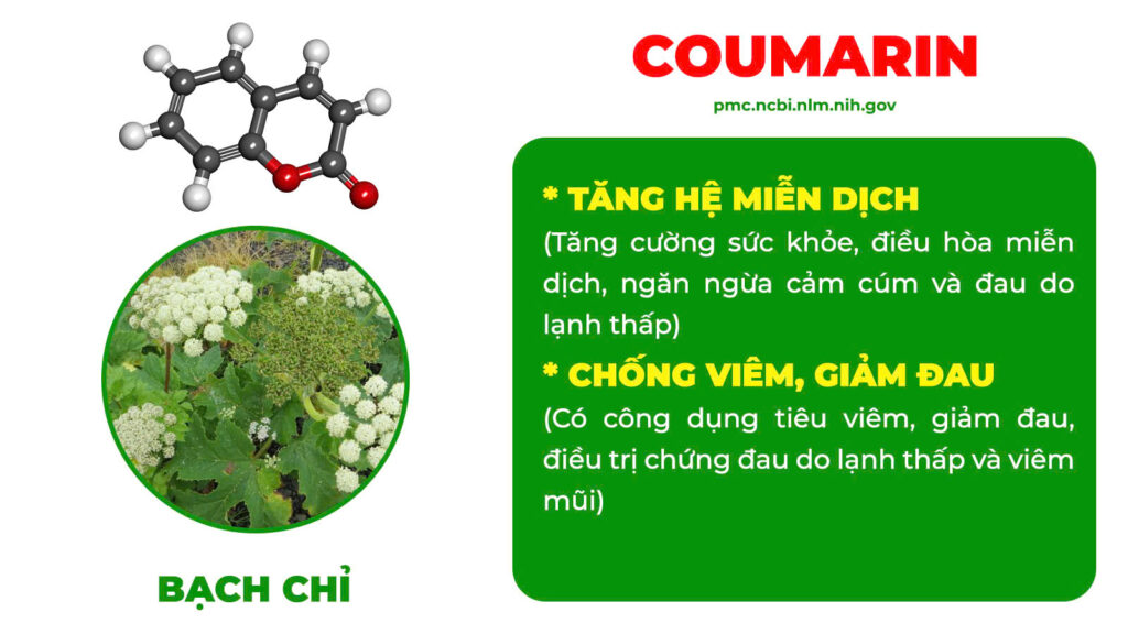 Thành phần hoá học viêm mũi dị ứng 