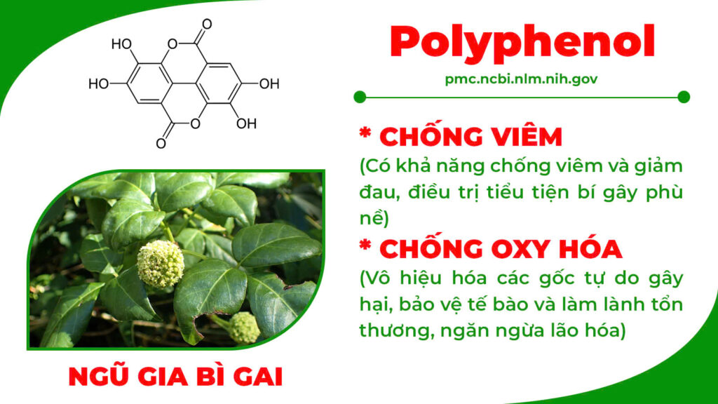 Thành phần hoá học xa tiền tử 