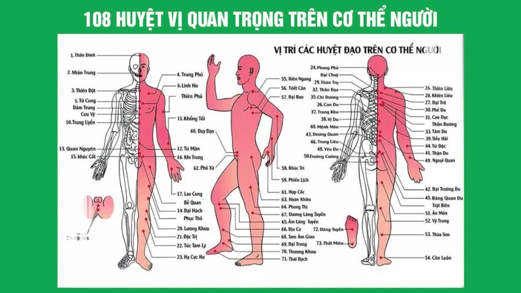 108 huyệt vị quan trọng trên cơ thể người