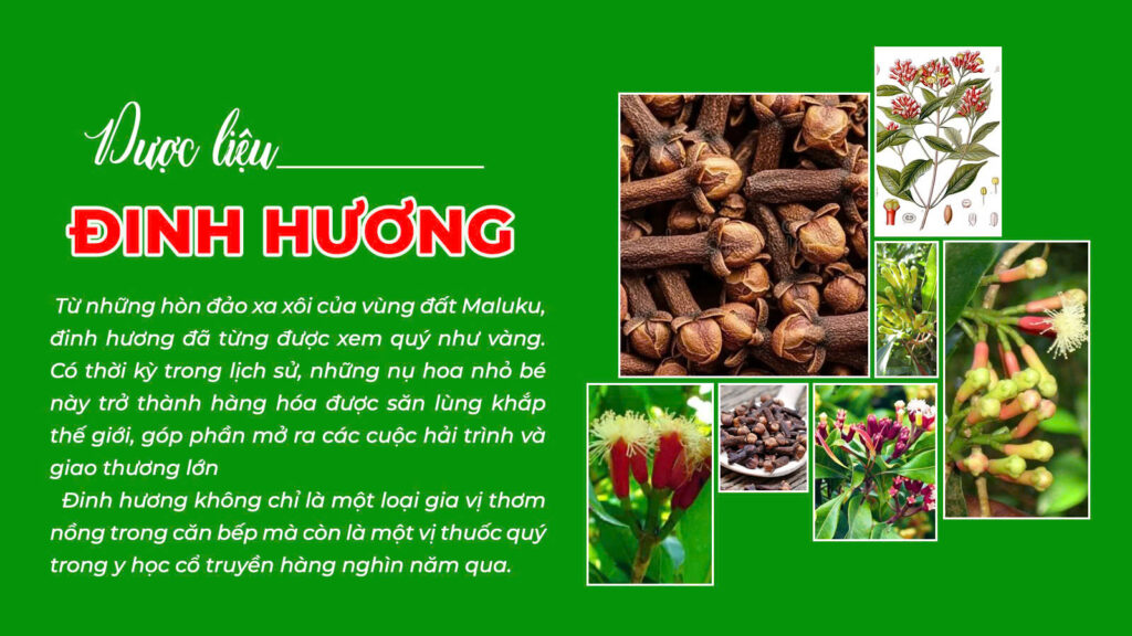 Câu chuyện dược liệu Đinh hương (nhuận tràng ống)