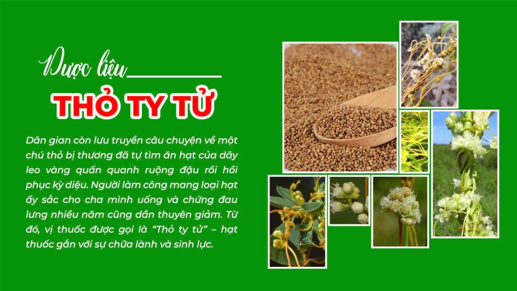 Câu chuyên dược liệu thỏ ty tử