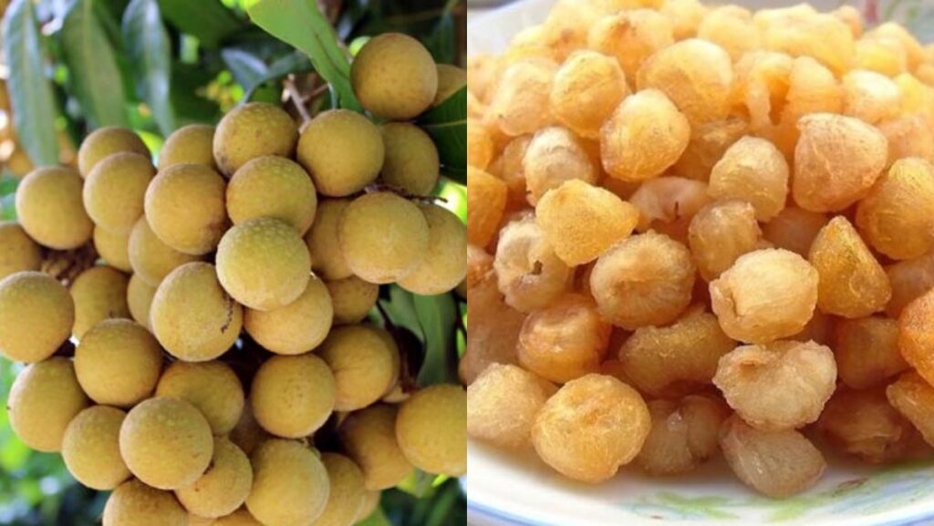 Dược liệu long nhãn 