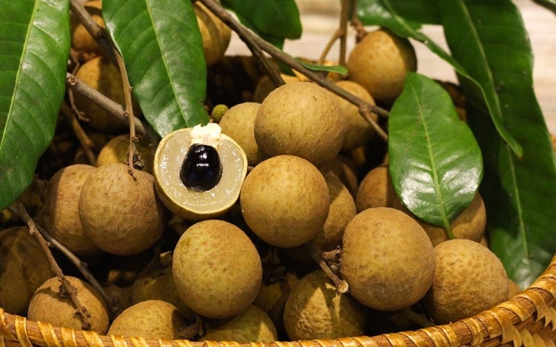 Dược liệu long nhãn