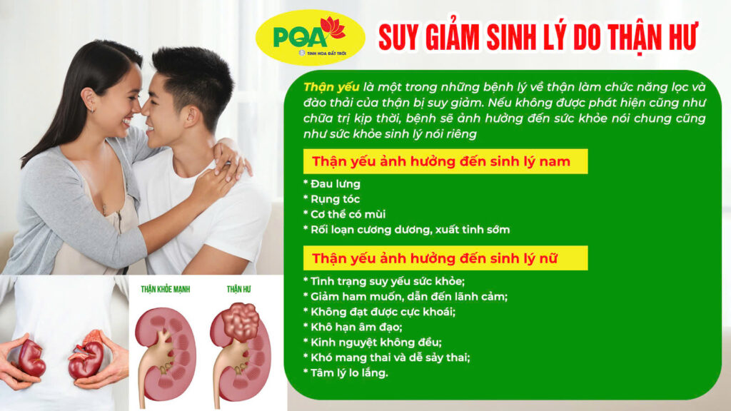 Suy giảm sinh lý do thận hư- Thỏ ty tử