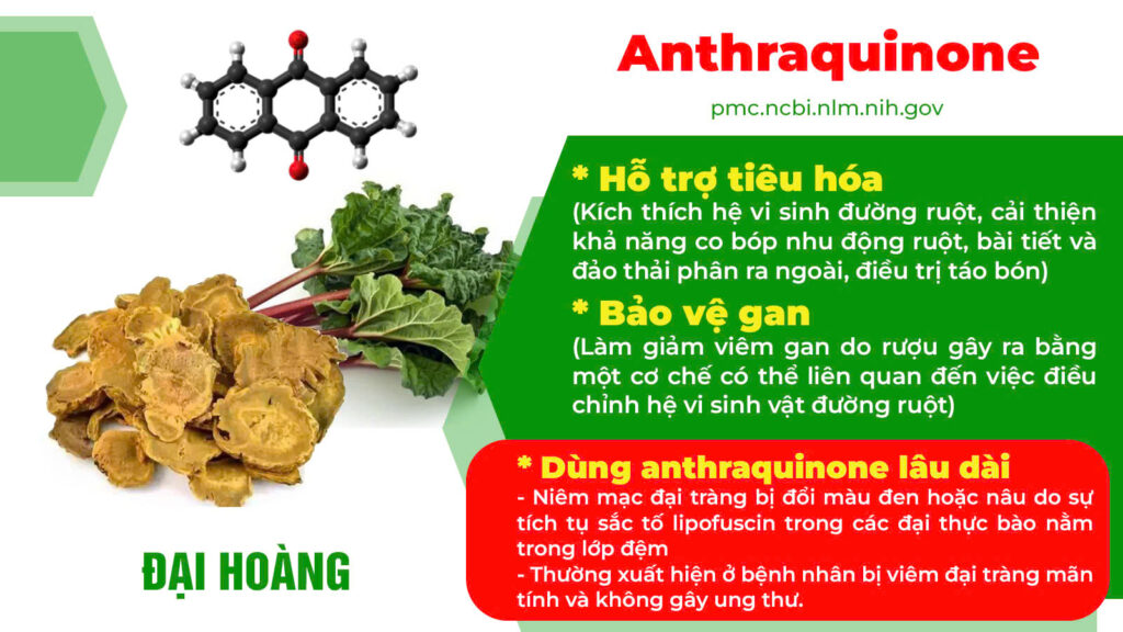 Thành phần hoá học Nhuận tràng ống 