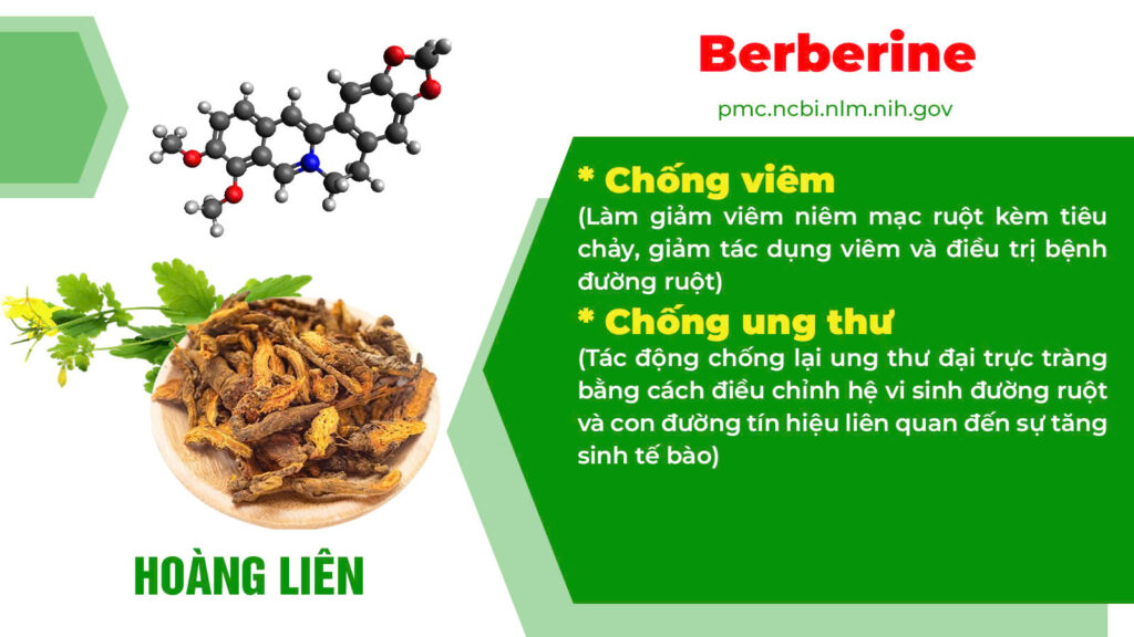 Thành phần hoá học Nhuận tràng ống 1