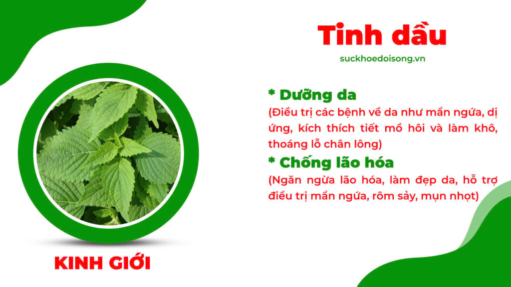 Thành phần hoá học trúc diệp