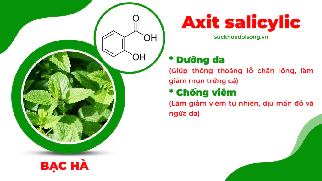 Thành phần hoá học trúc diệp