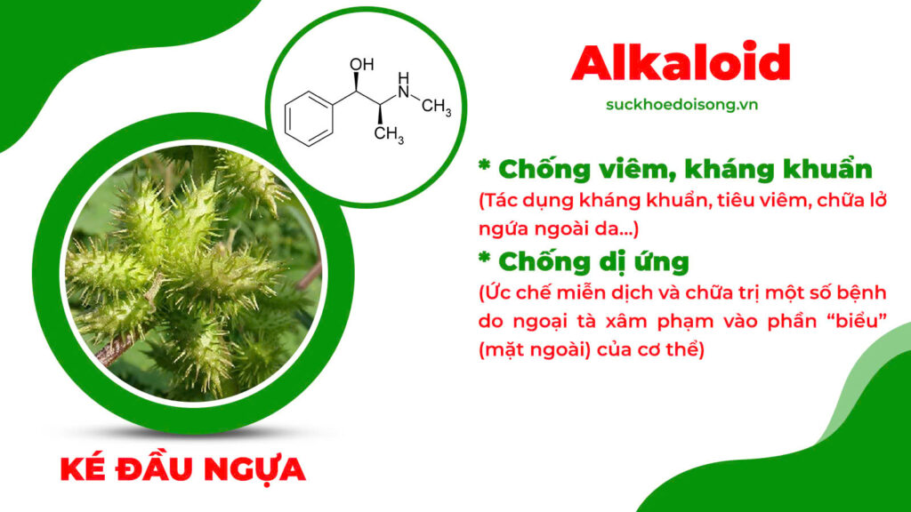 Thành phần hoá học trúc diệp