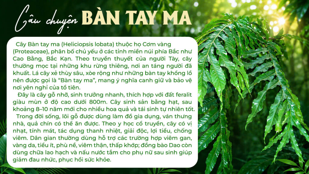 Câu chuyện Dược liệu bàn tay ma