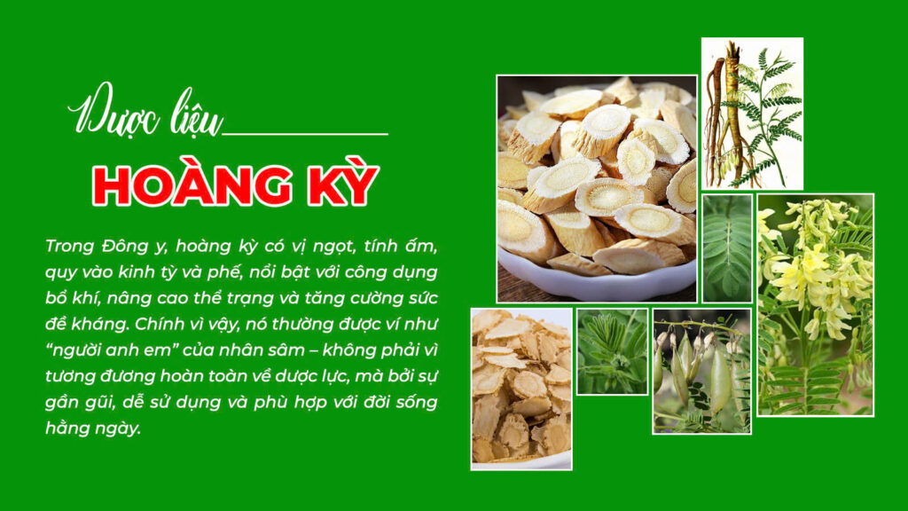 Câu chuyện dược liệu hoàng kỳ- pqa vai gáy