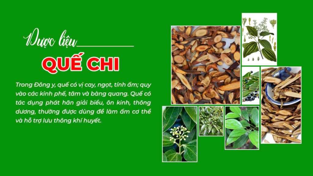 Câu chuyện dược liệu phế quản cao cấp