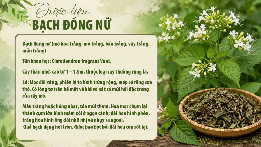 Cây bạch đồng nữ