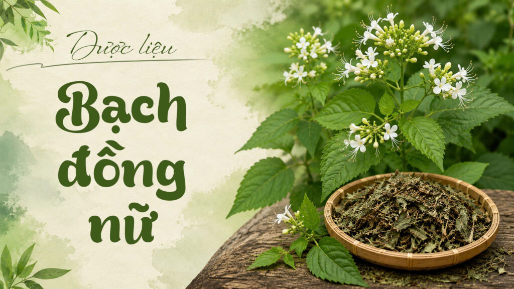 Cây bạch đồng nữ