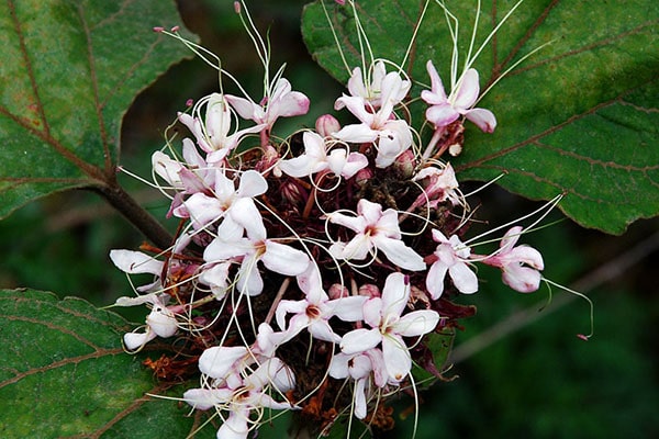 Cây bạch đồng nữ 