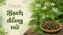 Cây bạch đồng nữ