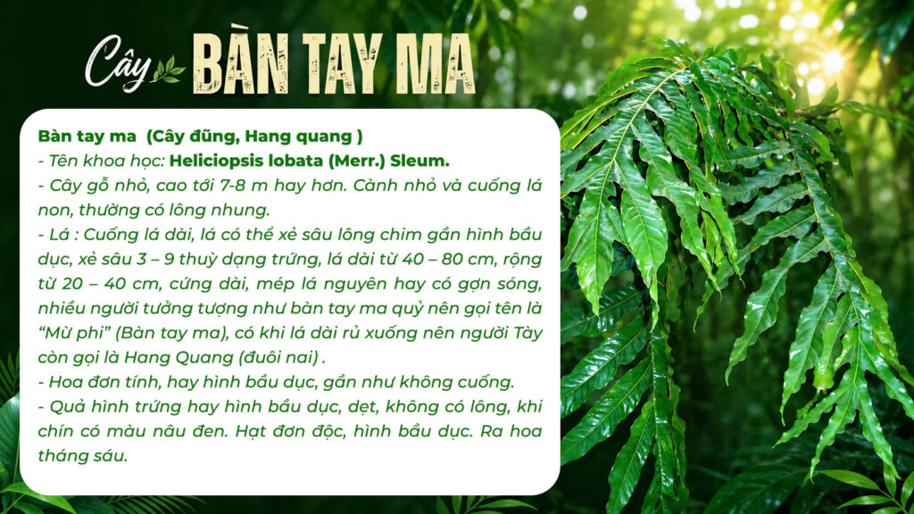 Dược liệu bàn tay ma